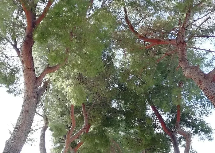 Casa Di Ospitalita Religiosa San Francesco D'assisi - Ba מלון *